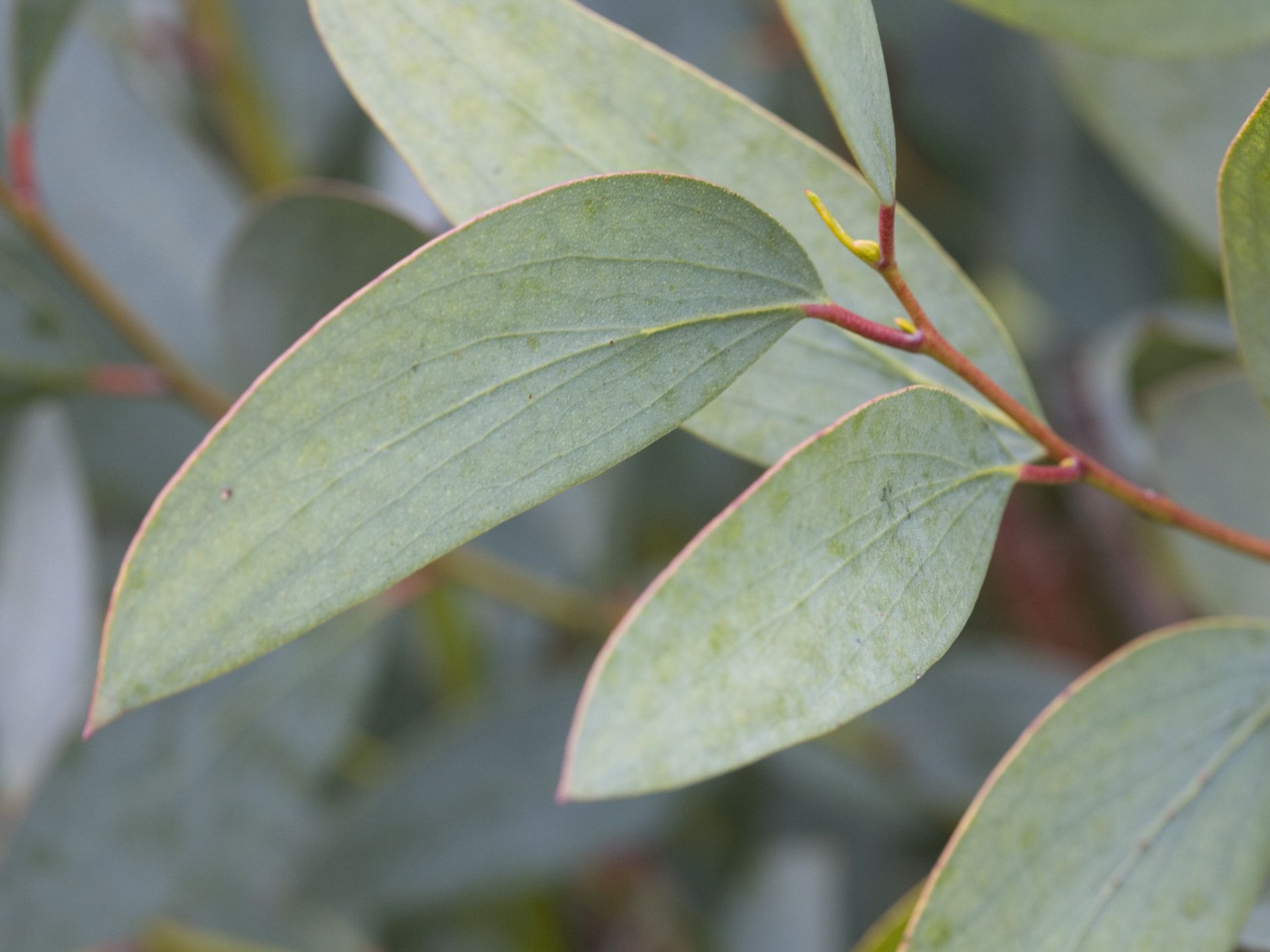 Aromaterapia con eucalipto